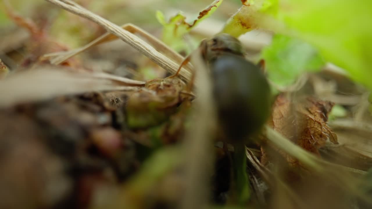 Extreme macro of ant interacting with plant structure, high detail and rich color