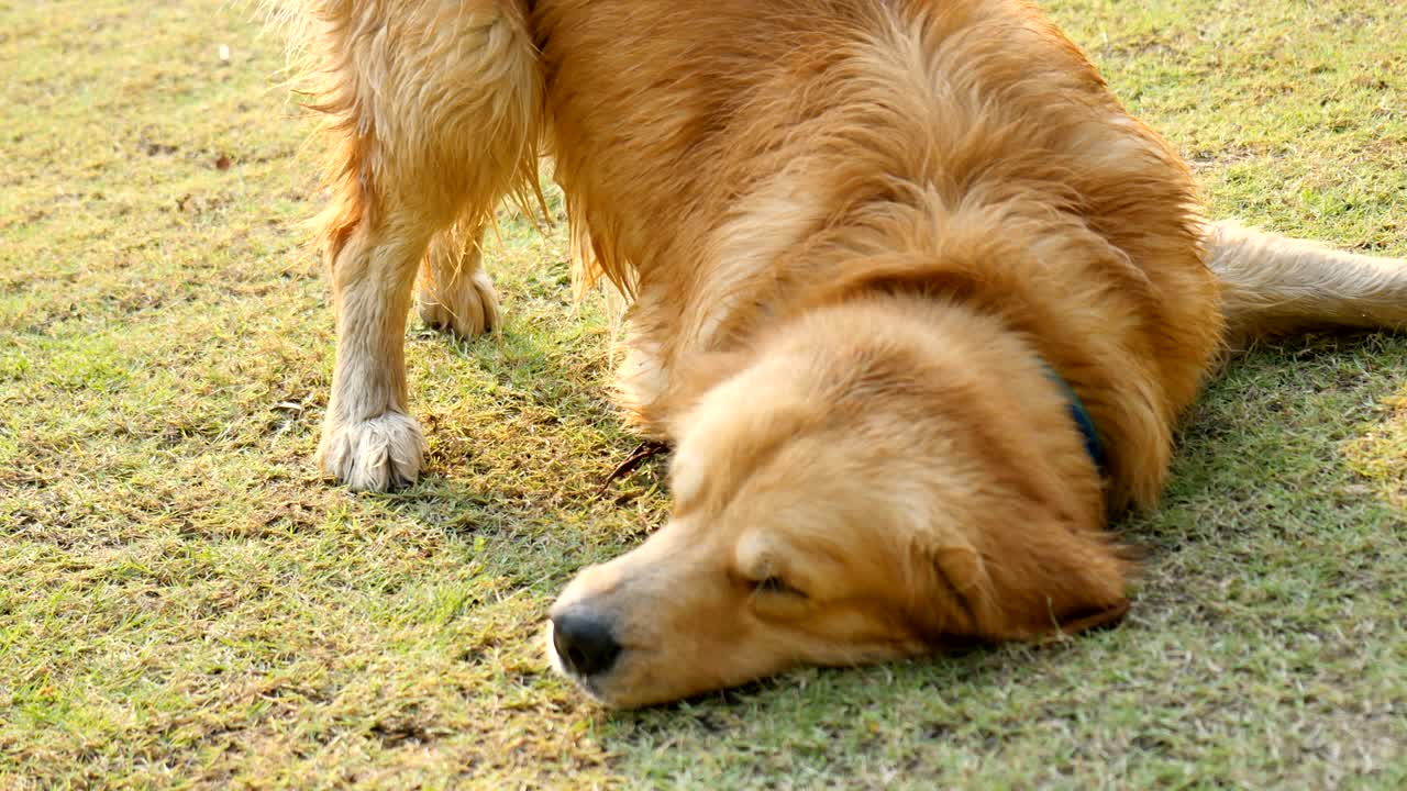 개가 물을 흔들고