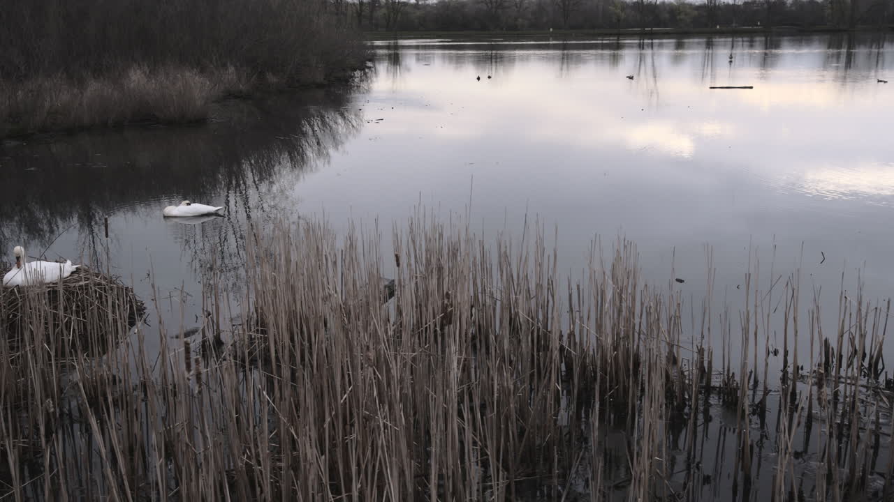 slow motion pan from swans on nest to canada goose on nest
