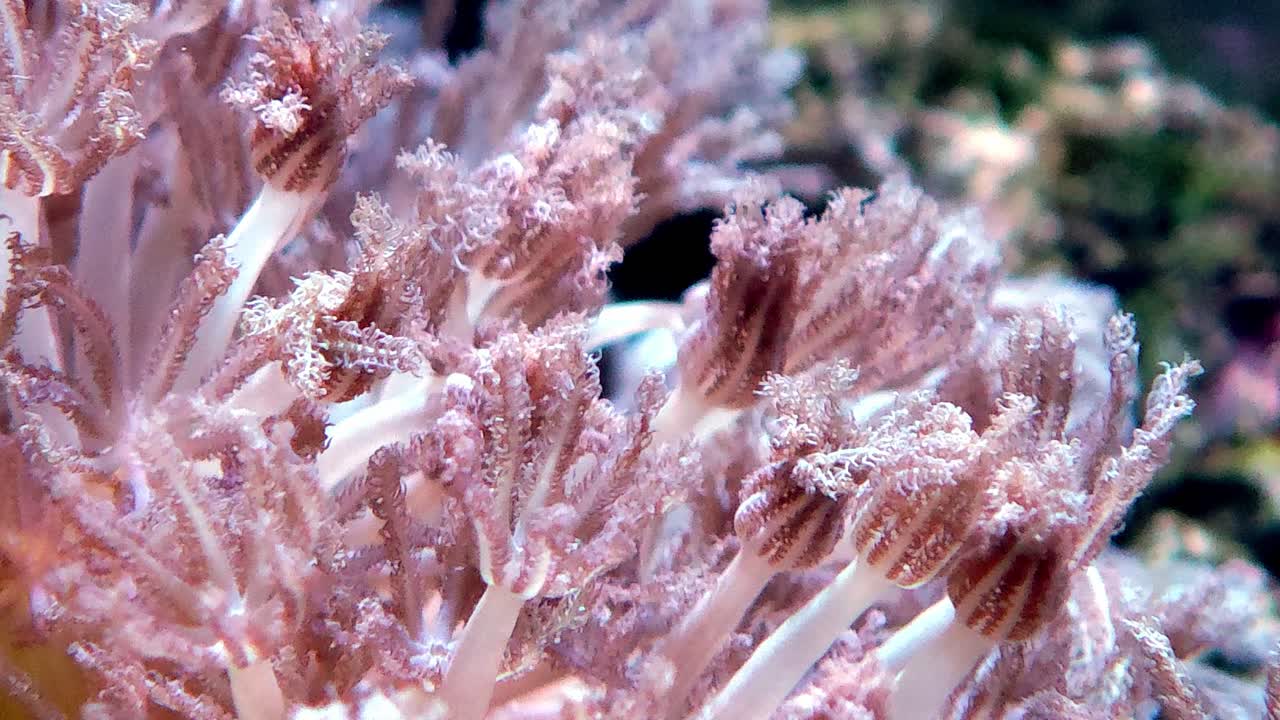 primo piano di polipi corallini xenia pulsanti rosa tenue in un acquario