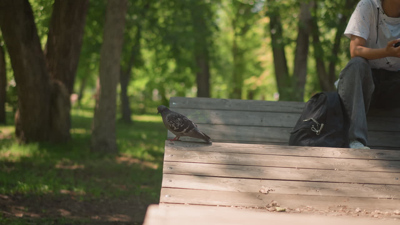 공원 벤치, 백팩 근처 비둘기, 핸드폰을 보며 앉아 있는 젊은 남자, 나무 사이로 쏟아지는 얼룩덜룩한 햇빛, 풍화된 나무 판자, 캐주얼한 청바지와 셔츠, 이어폰, 조용한 여름 공원 분위기, 자연스러운 모습