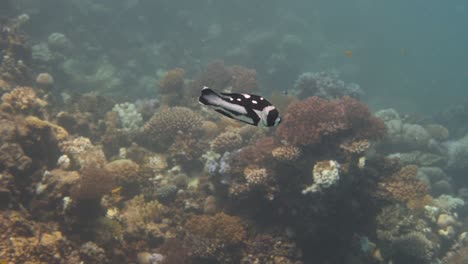 peces de color negro y blanco nadando frente a coloridos corales duros en 4k