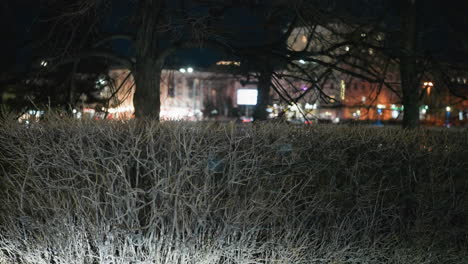 a close view of bushes with a blurred night cityscape in the background, streetlights and building lights create a warm glow, casting shadows