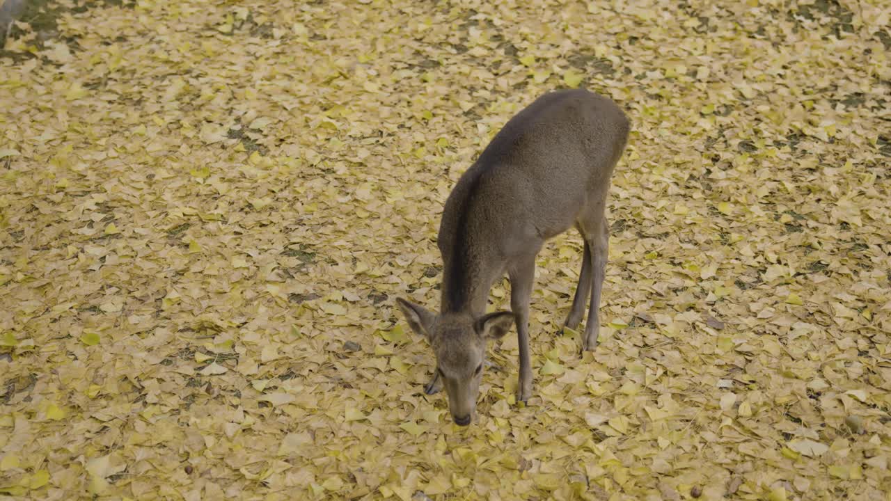 ciervo nara en otoño, hojas amarillas que cubren el suelo, toma en cámara lenta