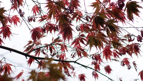 Japanische-Ahornblätter,-Hinterleuchtet-Vom-Himmel