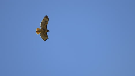 slow motion shot of red tailed hawk flying above grand canyon