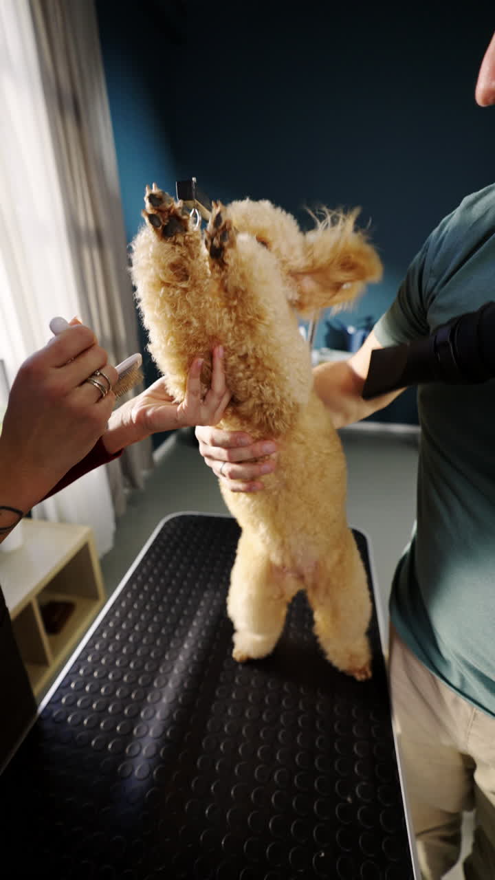 Professional Groomer Brushing a Poodle Dog on a Grooming Table