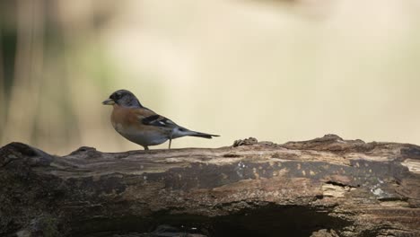 a small bird on a log