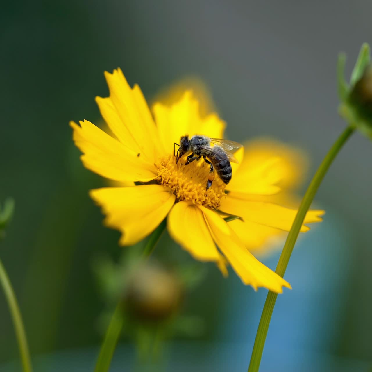 Nice summer flowers. Coreopsis