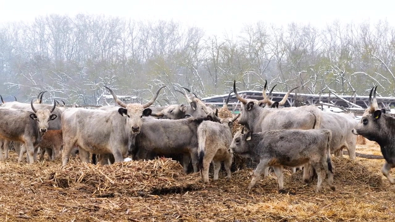 Mandria di bovini grigi ungheresi, una razza animale tradizionale e protetta, che si nutre in una fattoria.