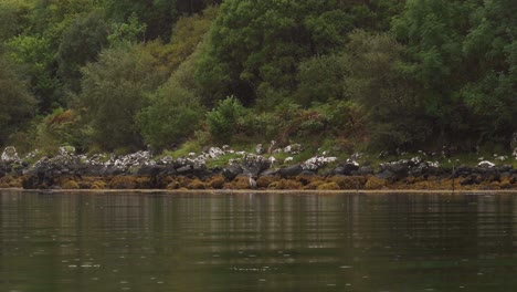 una garza gris pescando en la costa de una isla bajo la lluvia