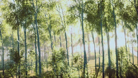 light filters through tall trees in a serene forest during golden hour