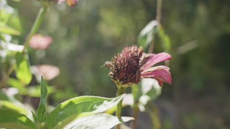 cámara lenta cerca de insectos en una flor rosa