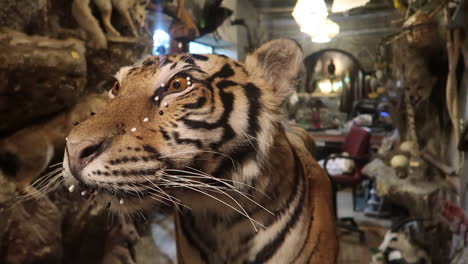 close up of a stuffed tigers head in a doha qatar taxidermy shop