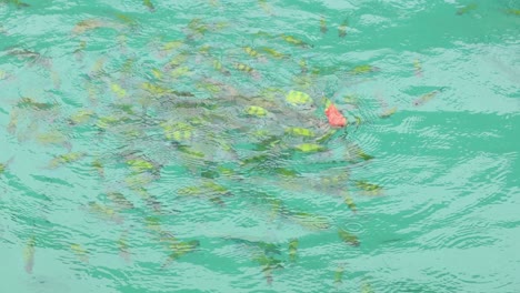 fish feeding frenzy in turquoise water