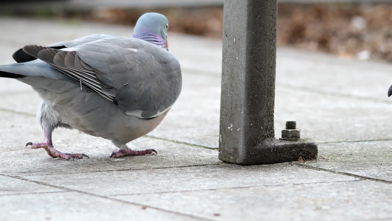 Wood pigeon feeding on a street near a public bench in Antwerp during autumn