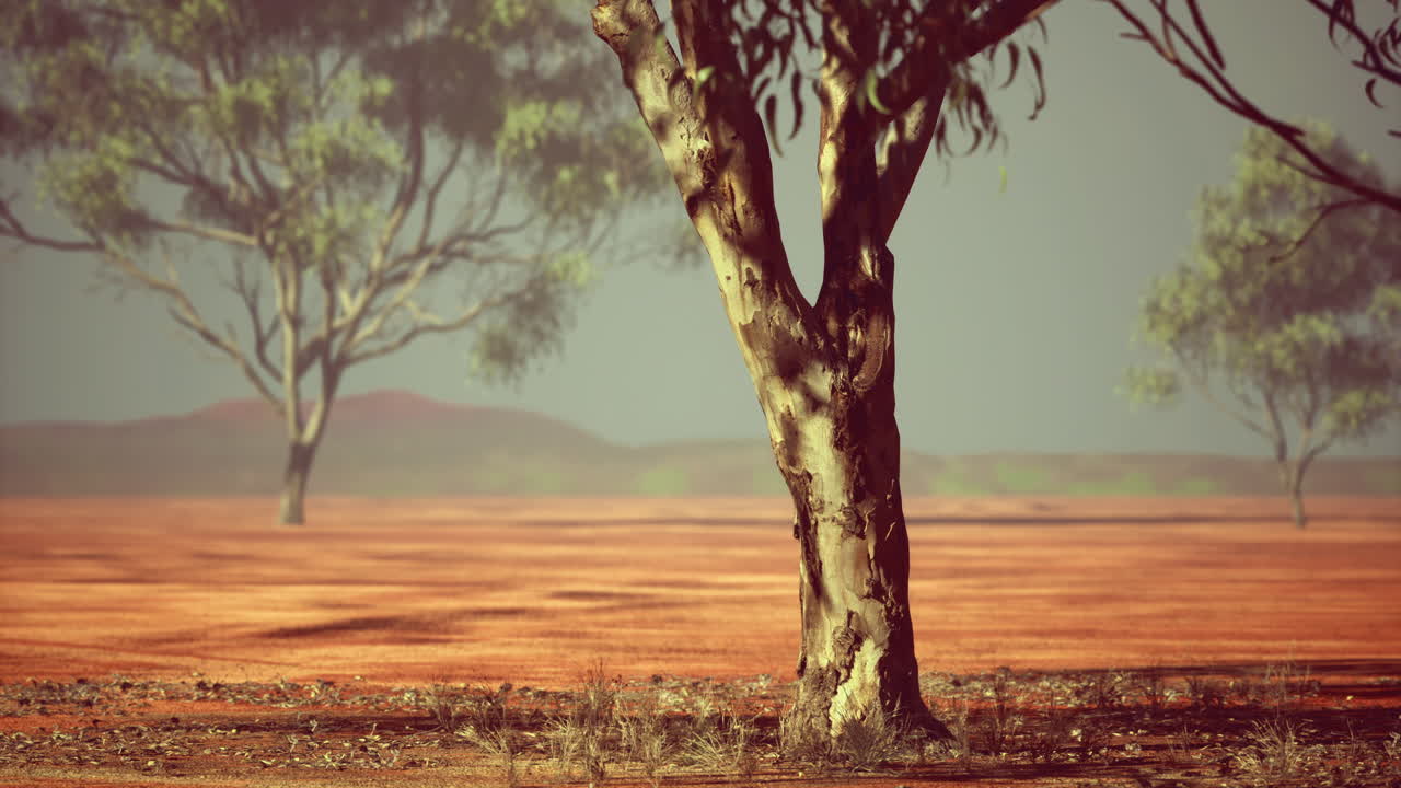 Vibrant landscape of the outback showcasing ancient trees under a calm sky