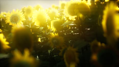 Sunflowers-blooming-in-Late-Summer