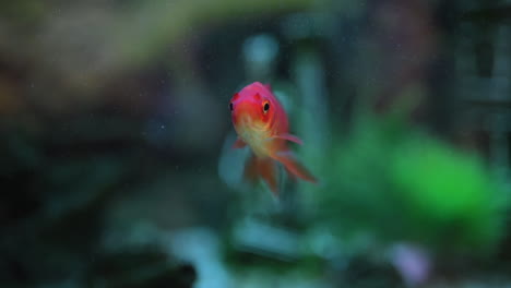 common goldfish slowly swimming in vibrant house aquarium