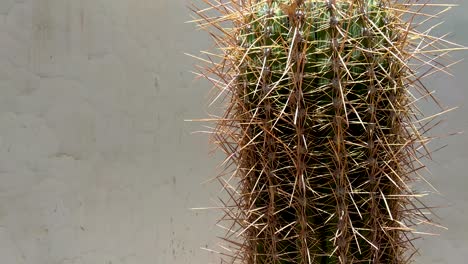 close up of a spiky cardon cactus plant