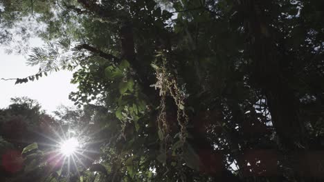 artistic shot inside rainforest with leaves, vines and sun flare