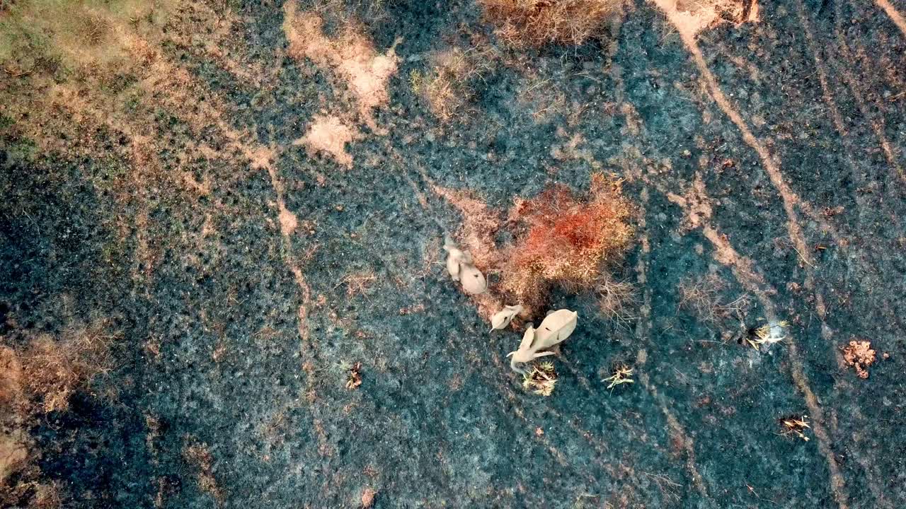 African Elephant Family Standing In African Wilderness With Birds Perching On Their Back