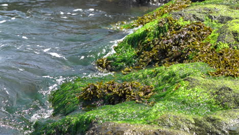 ocean waves rolling over the seaweed covered rocks at the shore