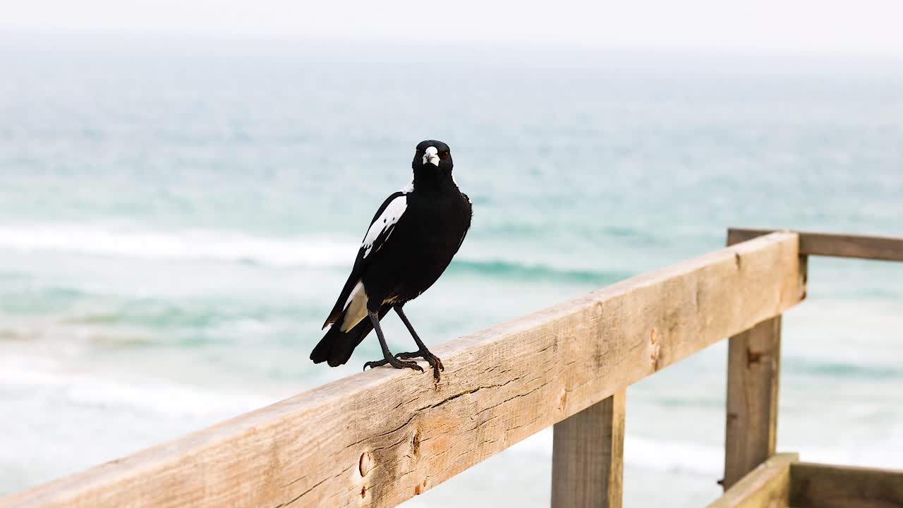 An Australian magpie perches and moves along a wooden fence by the ocean, under natural daylight at Barwon Heads