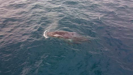 Ballena-Jorobada-Soplando-Y-Nadando-En-La-Costa-De-La-Playa-De-Bondi---Ballena-En-Nsw,-Australia