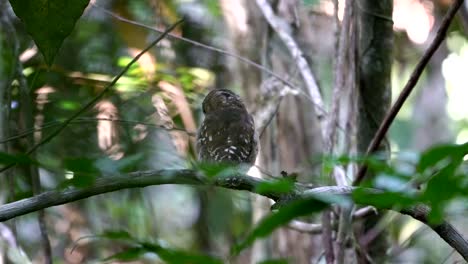 Ferruginous-Pygmy-Owl-roosting-in-the-Forest