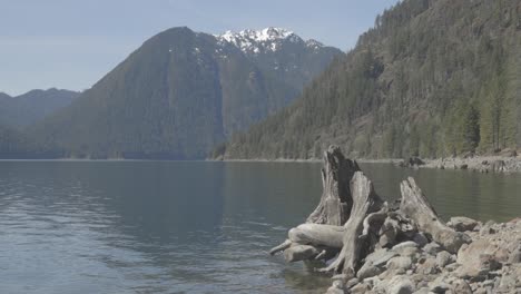 a stump on the shore of a lake in in the olympic mountains of washington state