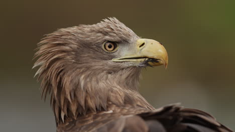 close-up of an eagle's head