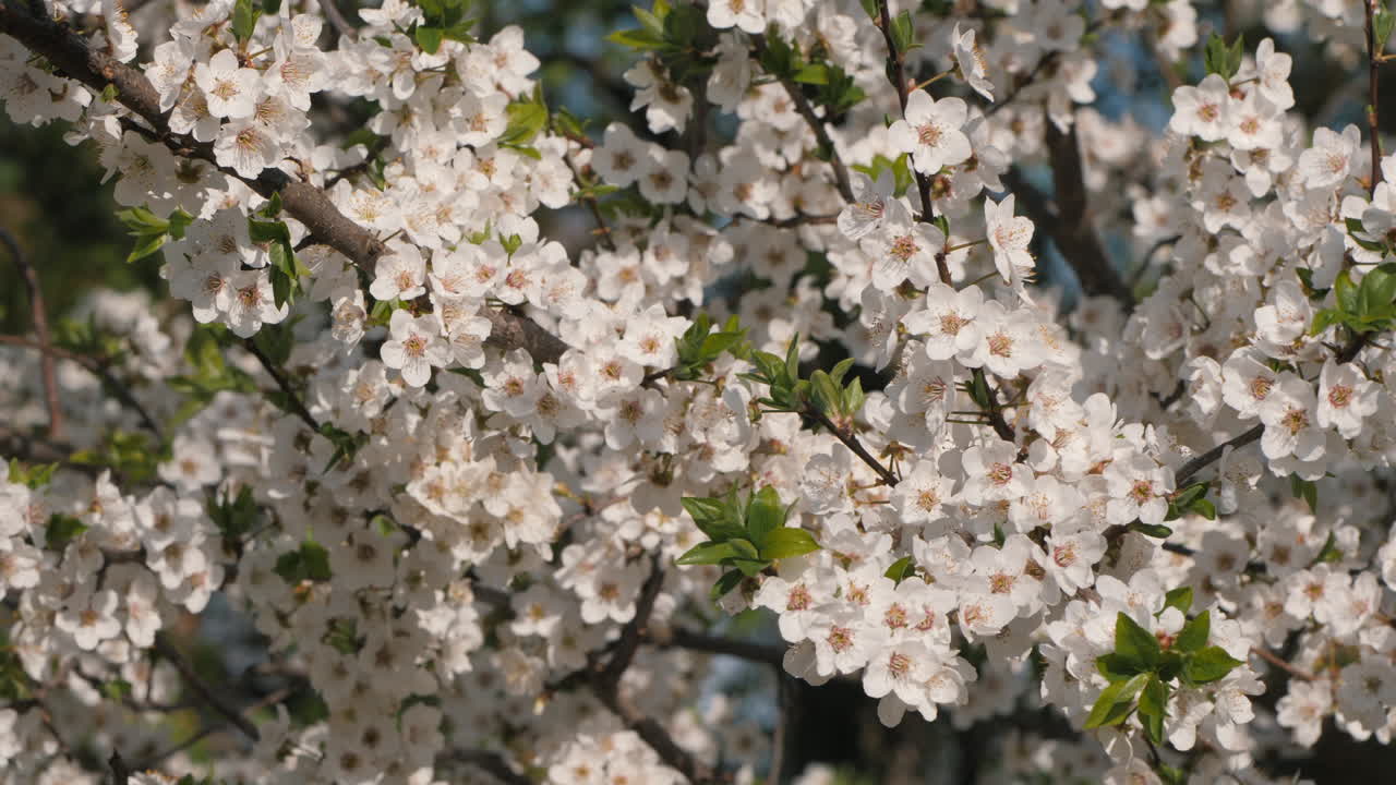 árbol de primavera en flor