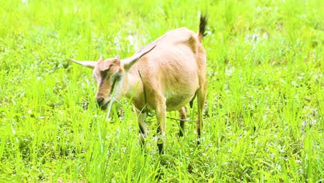 Schwarze-Bengalziege-Ernährt-Sich-Auf-Einem-Bauernhof-In-Bangladesch-Von-Frisch-Gekeimtem-Gras