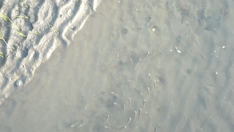 a group of little fish swimming in the same direction in a puddle of sandy and muddy water tidal flat at gaomei wetlands preservation area, taichung, taiwan