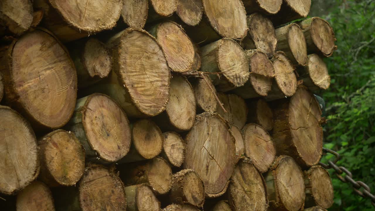 pilas de madera troncos apilados contra el fondo del bosque