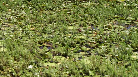 dense aquatic plants covering a water body