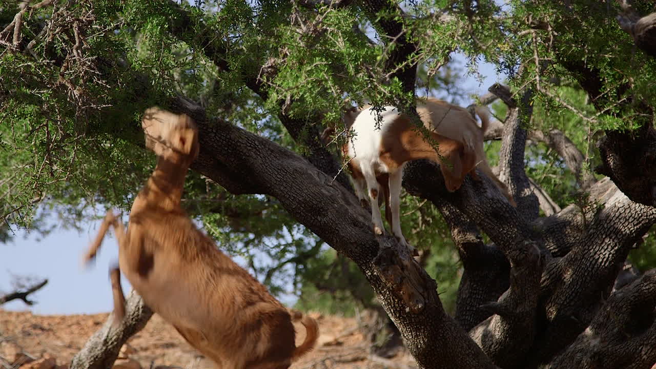 모로코 의 아르간 나무 에 있는 염소 들