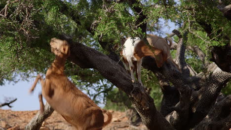 goats in an argan tree in morocco