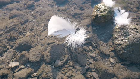 White feathers resting on clear rocky waters of Walensee in Walenstadt, Switzerland