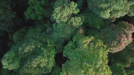 Overhead-drone-footage-of-tree-top-of-dense-Tropical-rain-forest-trees