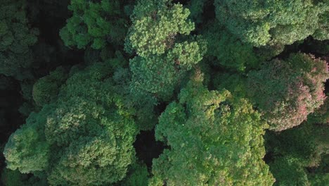 overhead drone footage of tree top of dense tropical rain forest trees