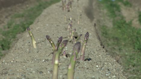 close up of ripe asparagus field with sandy soil right before harvest, karlskron, bavaria, germany