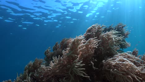 soft coral swaying in mild current and sun rays shining through ocean surface