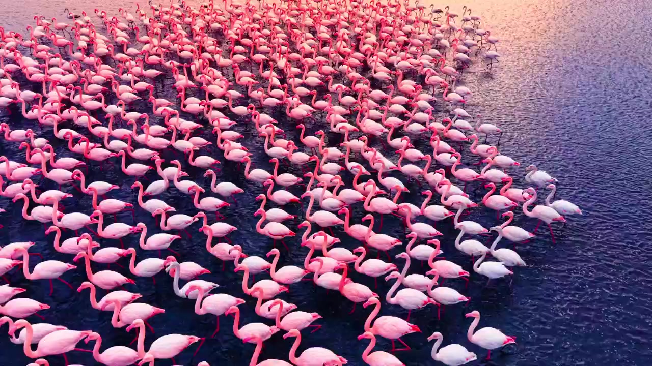 La lumière dorée baigne une dense volée de flamants roses vue d'en haut. Une vue aérienne montre des milliers d'oiseaux roses pataugeant dans l'eau peu profonde du lac.