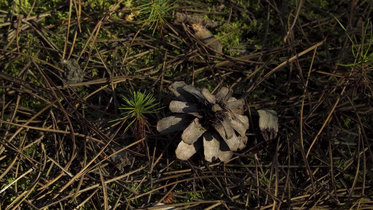 4k de cerca en un cono de pino y un pino bebé que crece en medio de agujas de pino en un bosque de pinos
