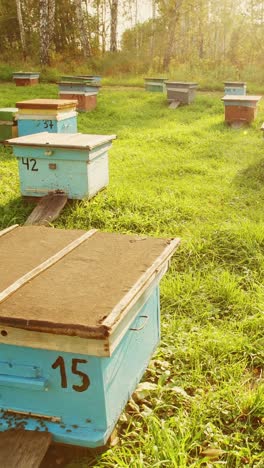 beehives in a grassy field
