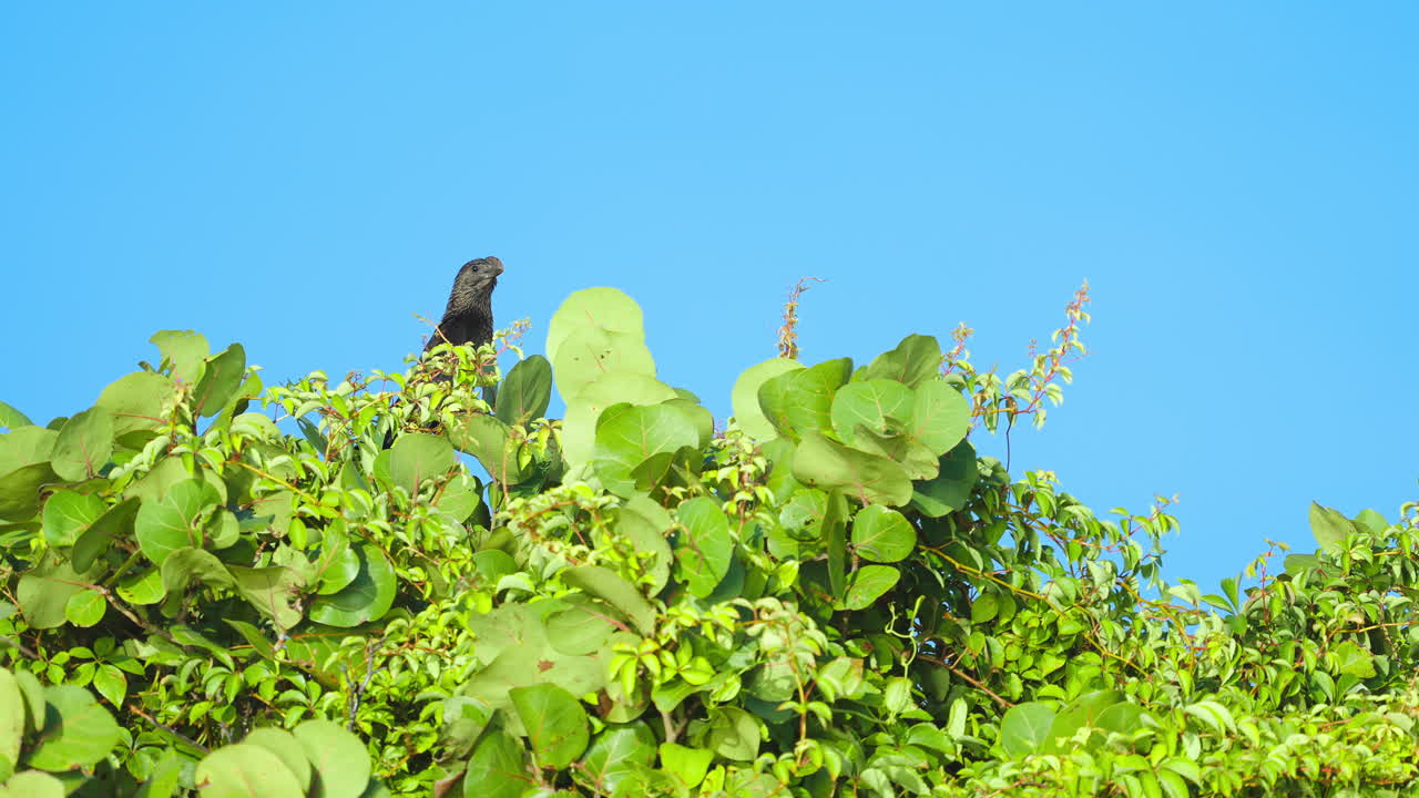 Smooth Billed Ani Bird on Sea Grape Tree