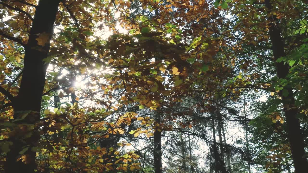 Forest with Sunlight Through Trees