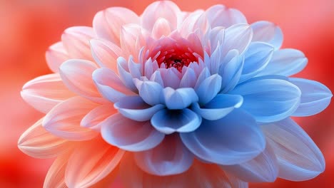 elegant flower with soft colors in bloom. a delicate flower showcases soft hues of blue and pink, capturing the essence of nature's beauty in full bloom.
